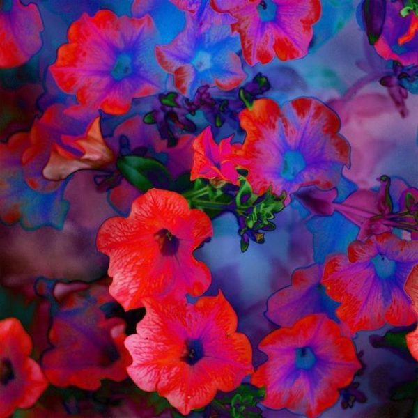 Ruby Red Vine Leinwandbild Ruby Red Vine Leinwandbild