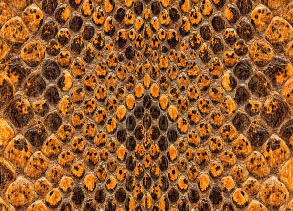 Snake Pattern Leinwandbild Snake Pattern Leinwandbild