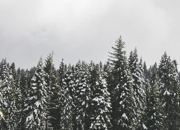 Snow Trees Leinwandbild Snow Trees Leinwandbild