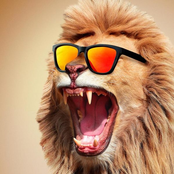 Sunny Lion Leinwandbild Sunny Lion Leinwandbild