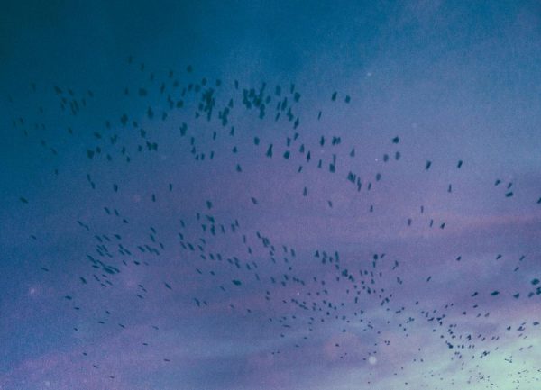 The Crows Leinwandbild The Crows Leinwandbild