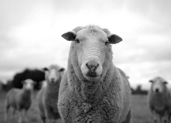 The Sheep Leinwandbild The Sheep Leinwandbild