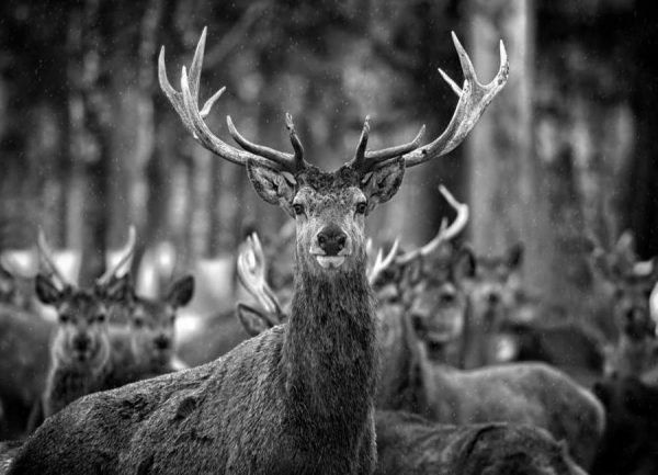 The Stag Leinwandbild The Stag Leinwandbild