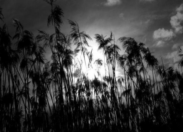 Through the Reeds Leinwandbild Through the Reeds Leinwandbild