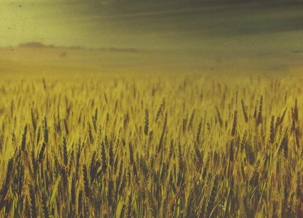 Wheat in Concordia Leinwandbild Wheat in Concordia Leinwandbild