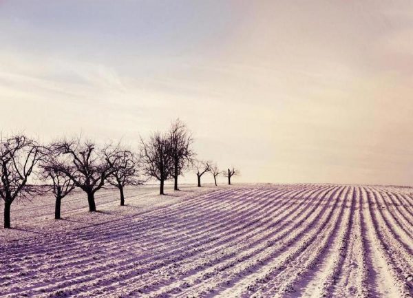 Winter Field Leinwandbild Winter Field Leinwandbild