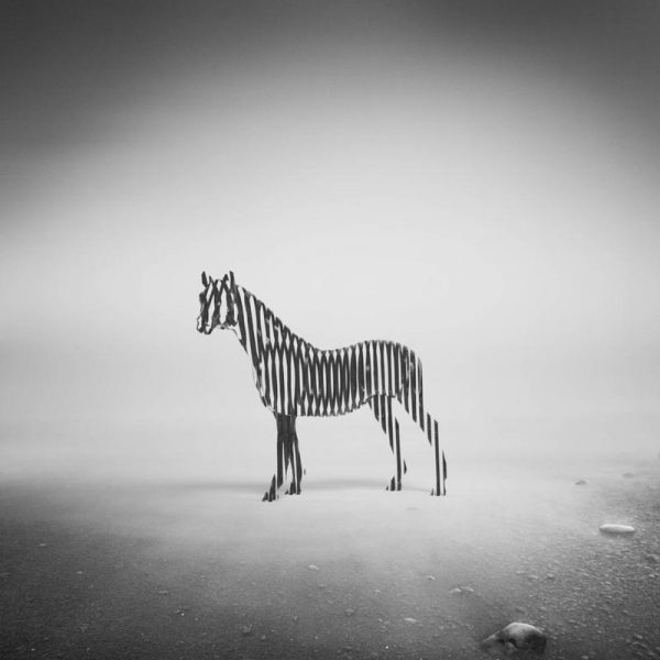 Zebra Mist Leinwandbild Zebra Mist Leinwandbild