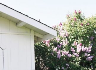 Garden Therapy + Lilacs + Plant Scents