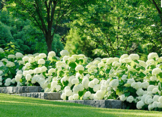 The Best Allergy-Friendly Flowers for Your Garden