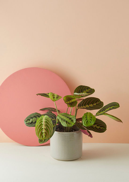 weekend-at-home-erika-carlock-plants-05
