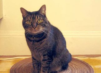 Top 20 DIY Projects of All Time: #20 Recycled Cardboard Cat Scratcher
