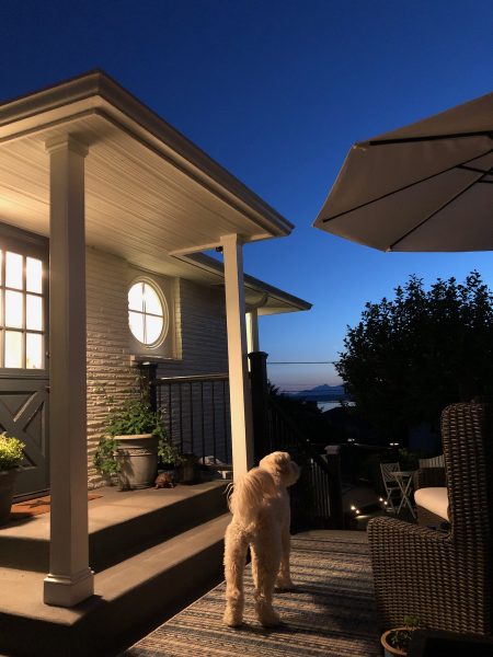 Night-Sky-with-Jack-the-Inspired-Goldendoodle-450x600