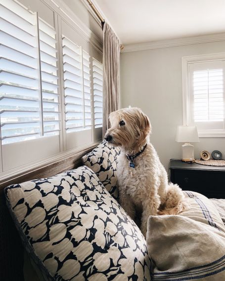 jack-the-goldendoodle-the-inspired-room-bedroom-455x568