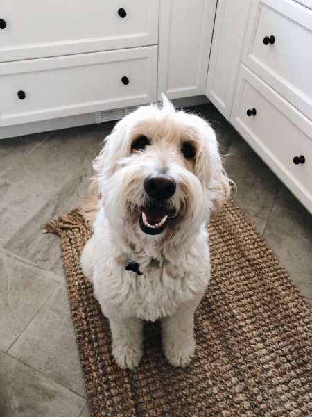 Jack-the-goldendoodle-450x600