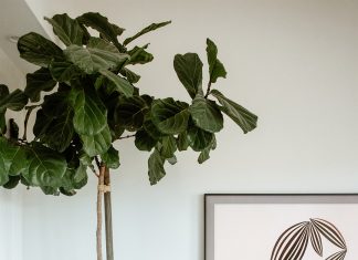 Best Indoor Plants to Get Right Now According to an Expert (not me!)