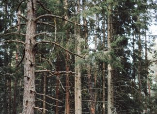 An Eco Retreat Stay in the Forests of Sweden