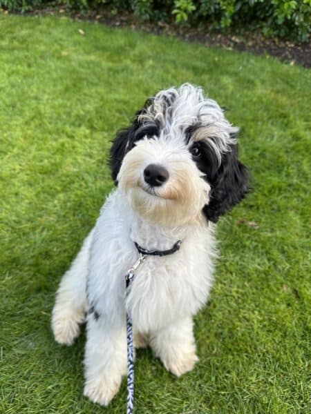 finnegan-puppy-schnoodle-the-inspired-room-blog-450x600